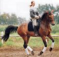 Titelfoto horsewoman